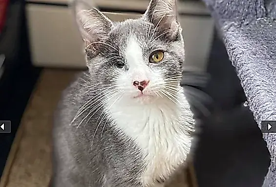 Gatos extraños y sus héroes