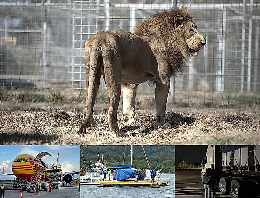 Los leones, de camino a casa