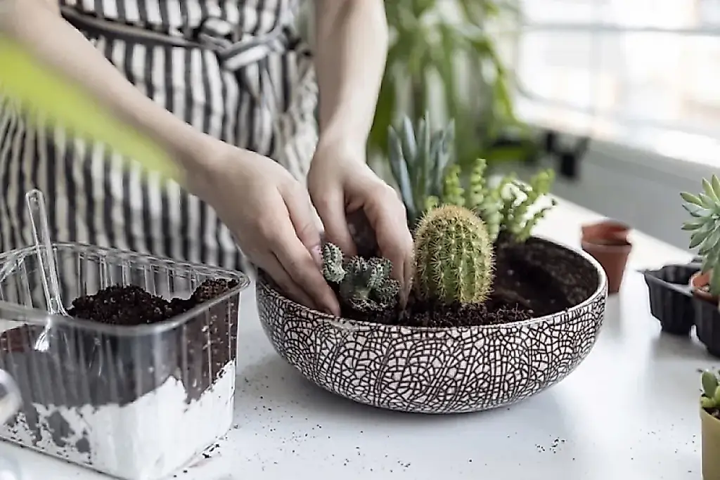 Las penurias de los cactus en febrero
