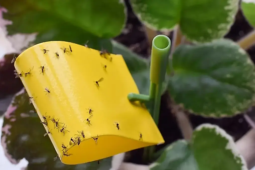 De dónde salen los mosquitos del sustrato y cómo acabar con ellos