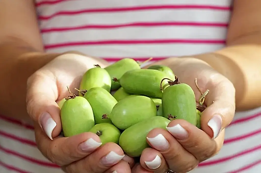 La hermana septentrional del kiwi