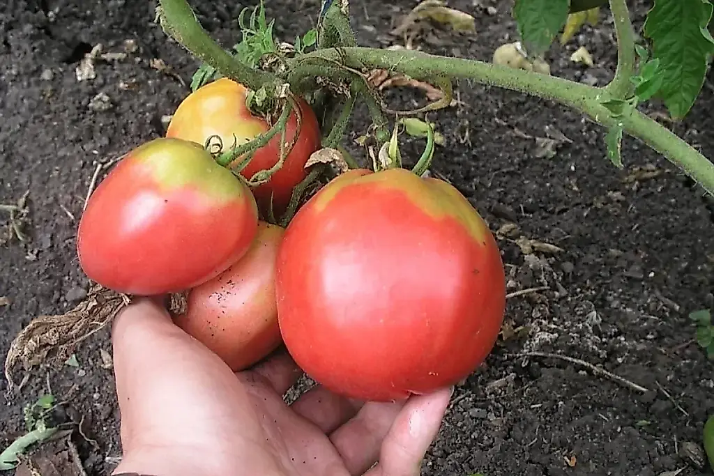 Cómo domar los tomates altos