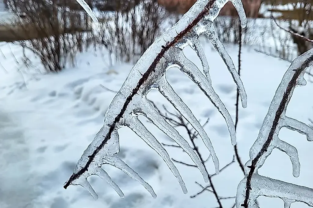 Как спасти сад после ледяного дождя