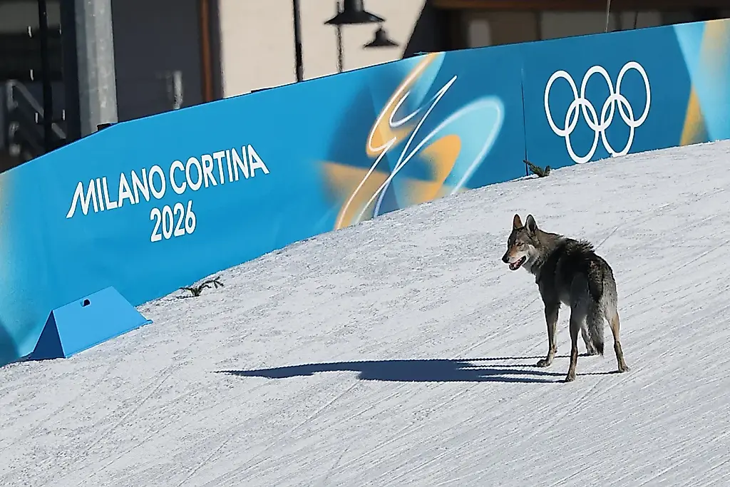 Perro saboteador: cómo Nazgul, un perro, interrumpió una carrera de esquí en los Juegos Olímpicos