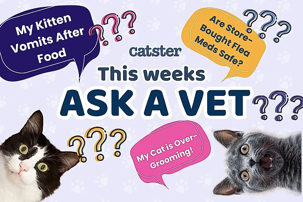 Cuando los gatos hacen de veterinarios