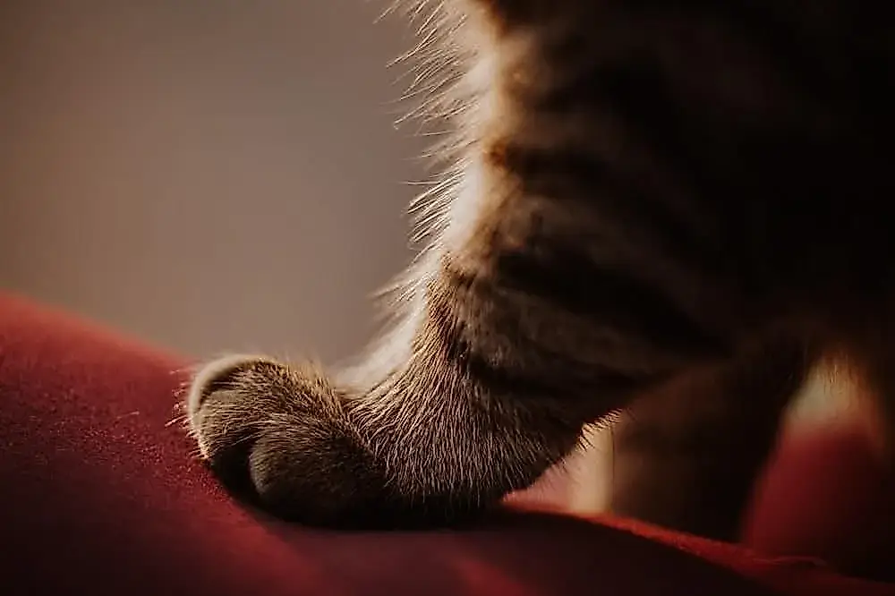 Cómo elegir tejidos para no llevar al gato puesto