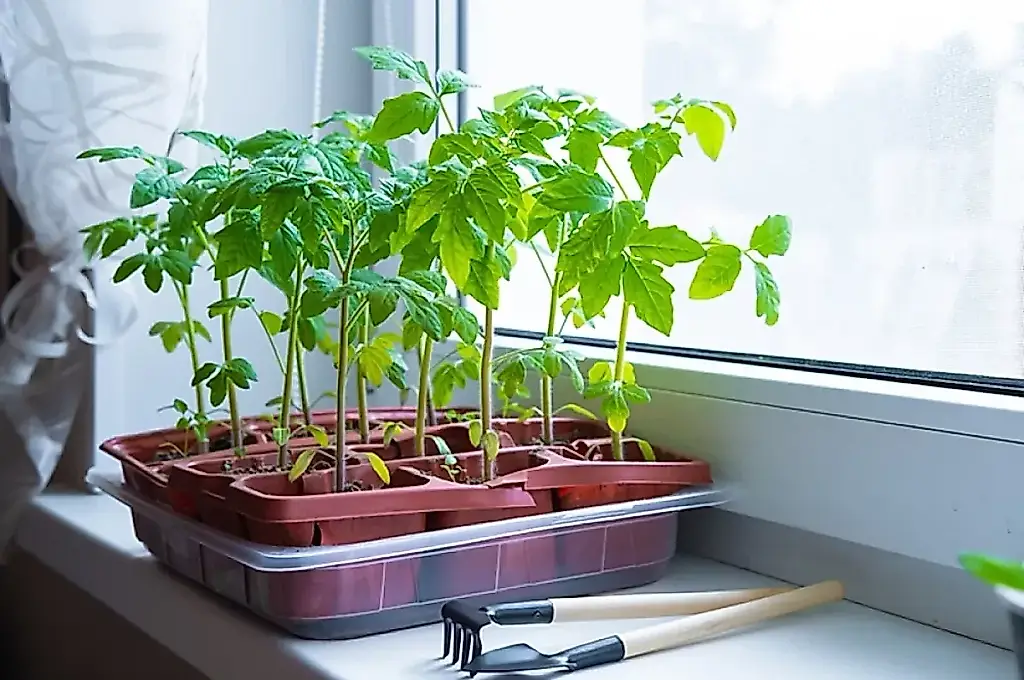 Enero: toca acercarse a los tomates