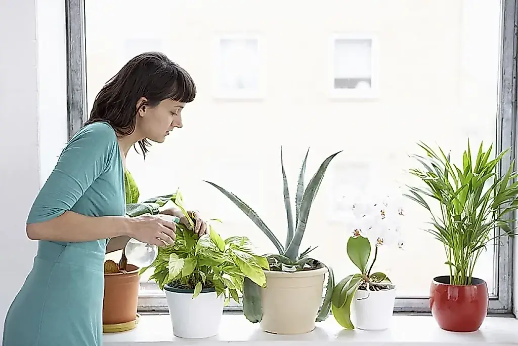 Caldo de verduras para las plantas: ¿mito o beneficio real?