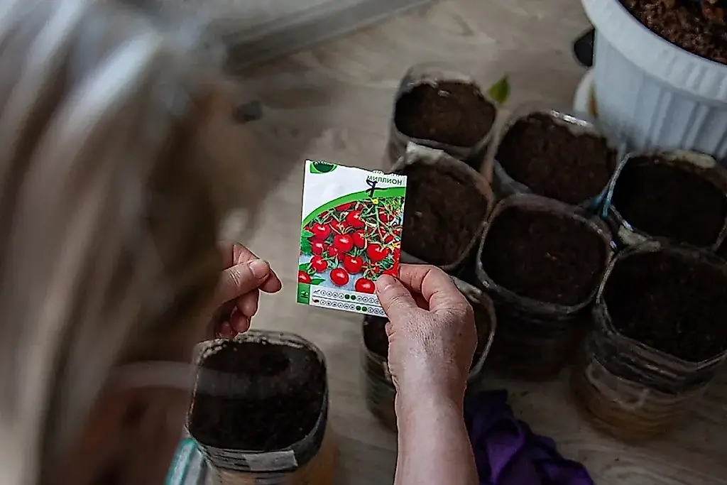 15 variedades de tomate de porte bajo para el invernadero