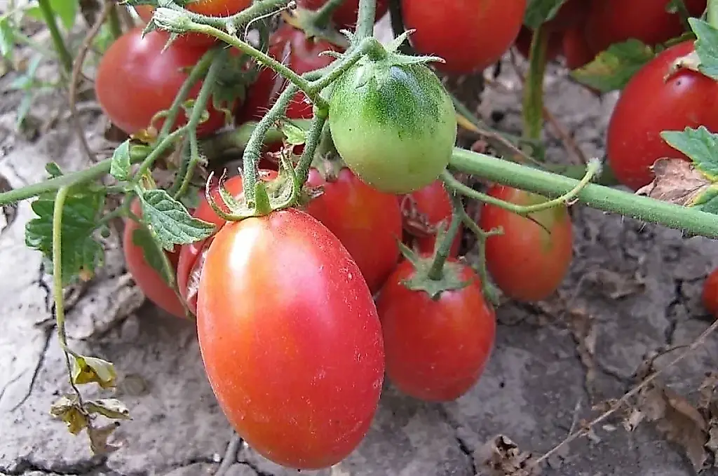 Las mejores variedades de tomates cherry para el huerto: consejos de una agrónoma