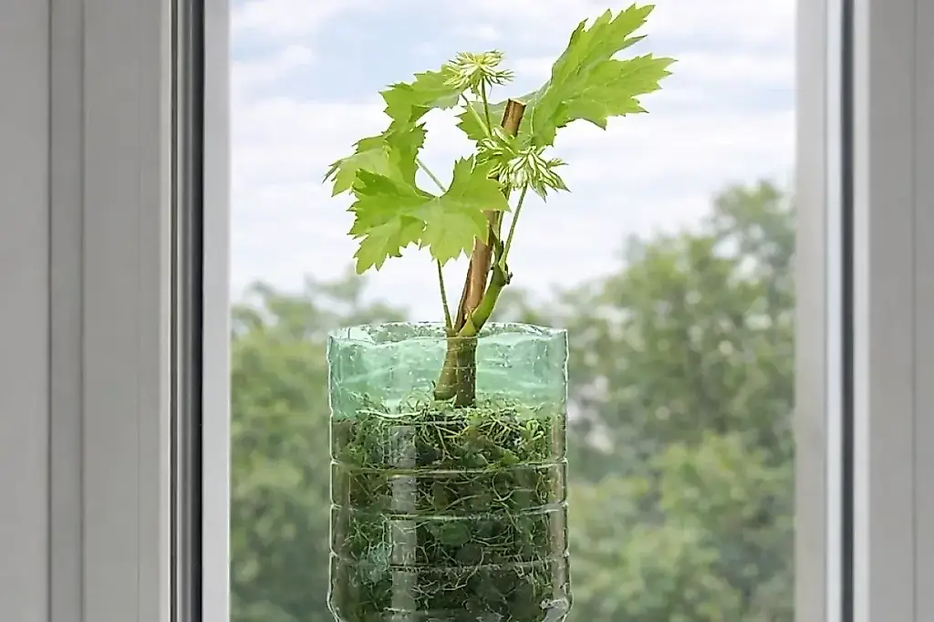 Un viñedo en una botella: truco agrícola barato para jubilados y románticos cansados