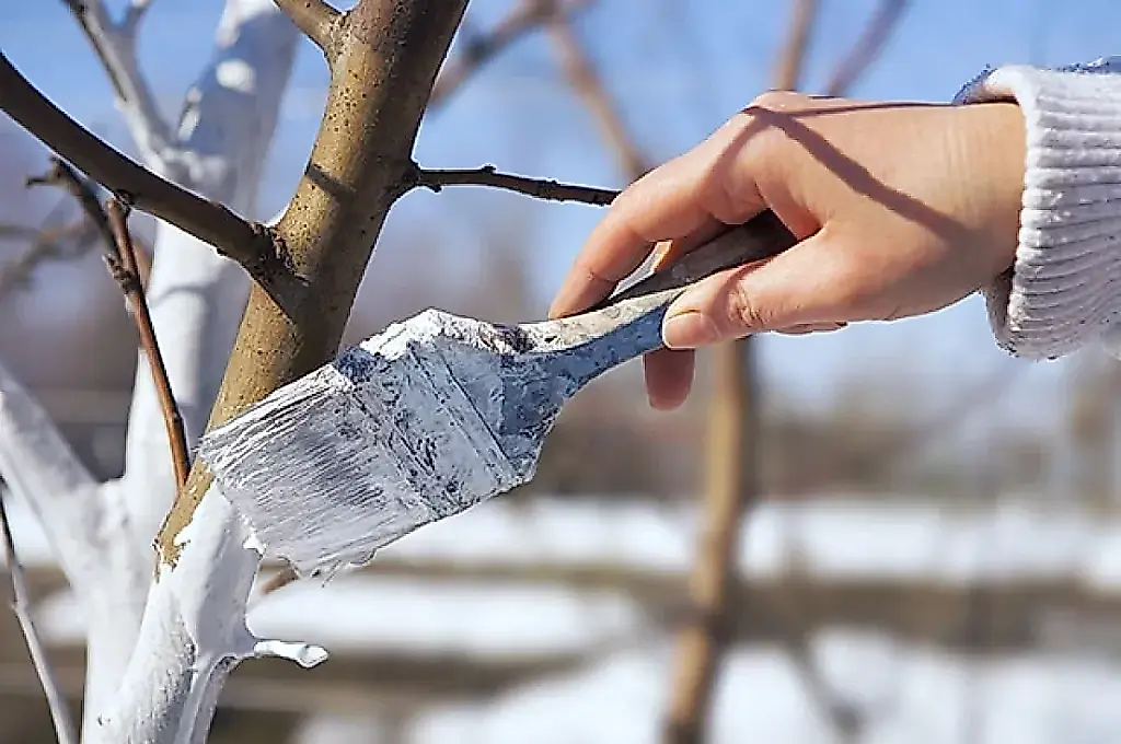Cerezos en invierno: grietas en la corteza y cómo curarlas