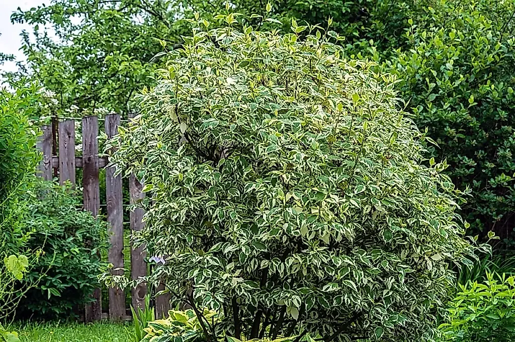 Un jardín sin quebraderos de cabeza