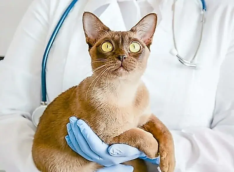 El caso de los gatos gordos