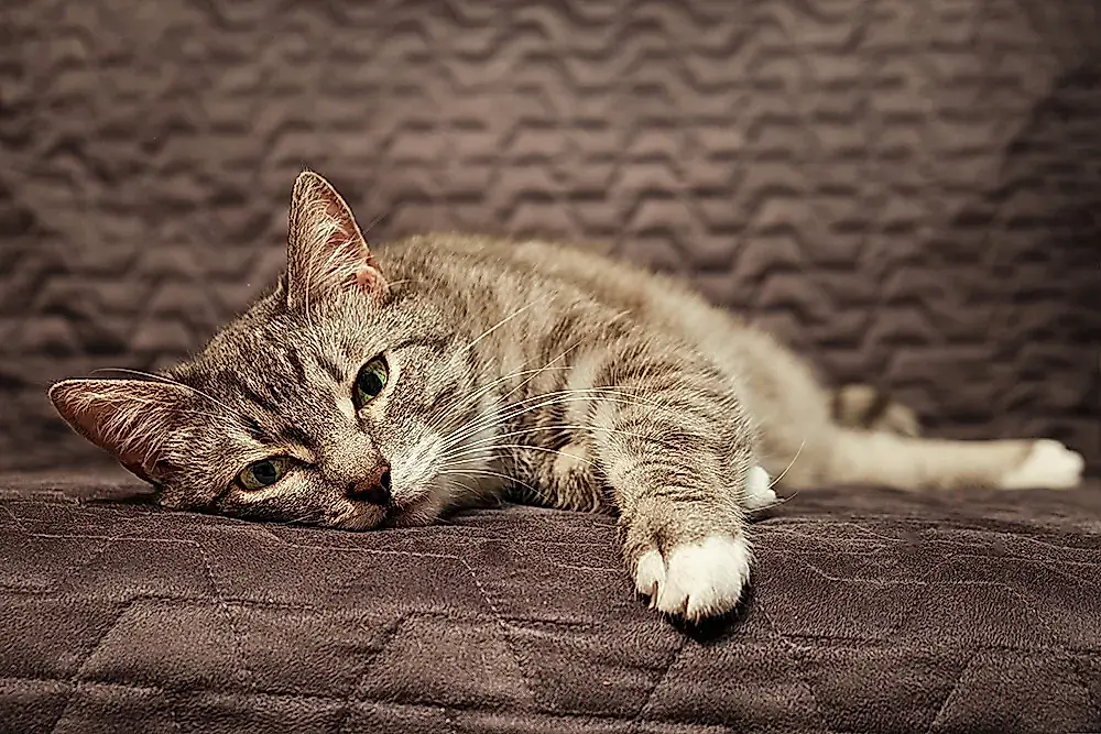 Por qué los gatos vomitan de repente (y qué hacer)