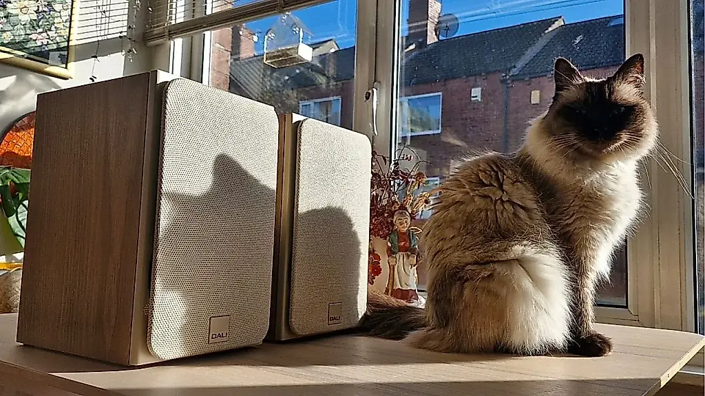 Dali sorprende
