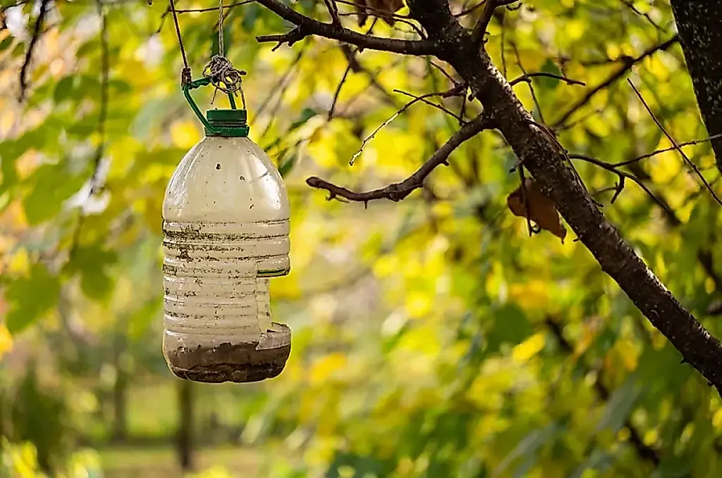 Pájaros contra botellas