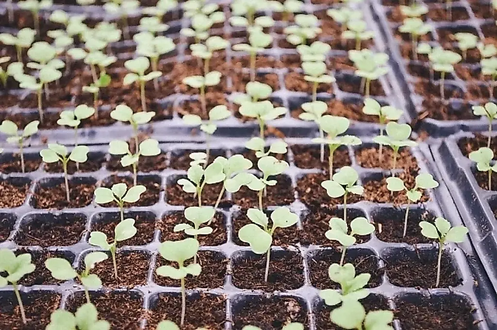 Cómo cultivar plántulas fuertes