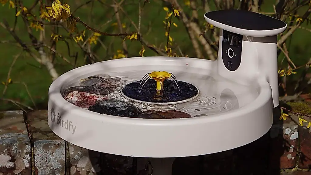 Aves en peligro: cómo las envenenamos creyendo que las ayudamos