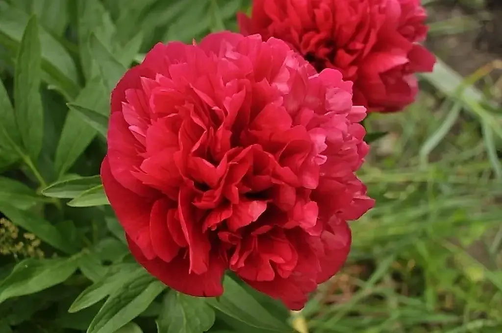 Duran 30 años: la agrónoma Kalínina revela qué flores de jardín viven más