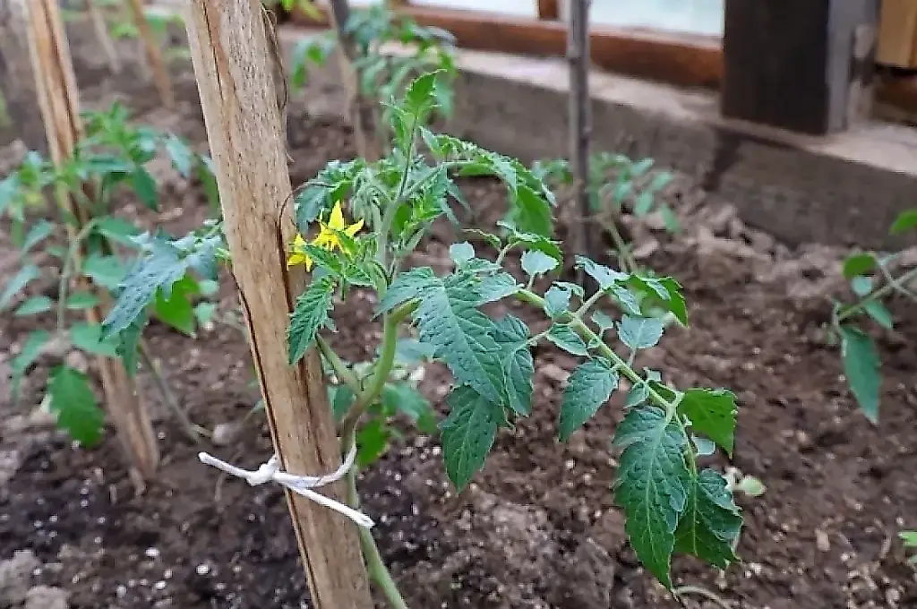 El método de Terentyev para plantar tomates de porte alto