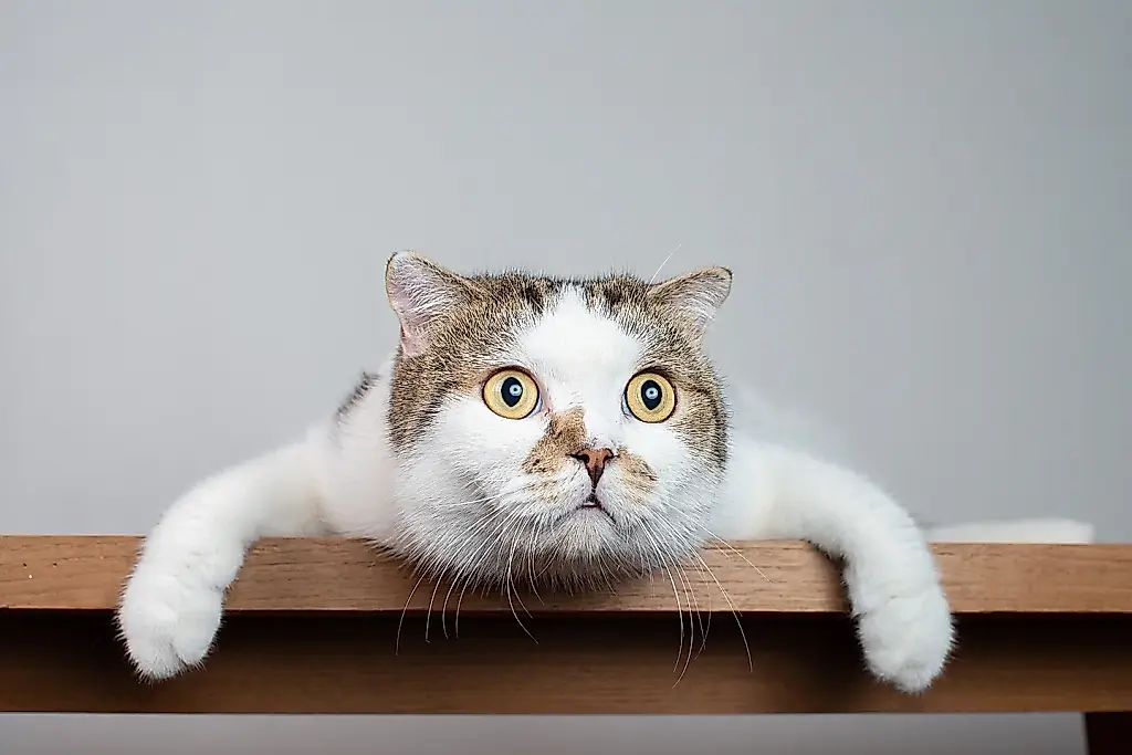 ¿Están relacionadas las gatas con la esquizofrenia?