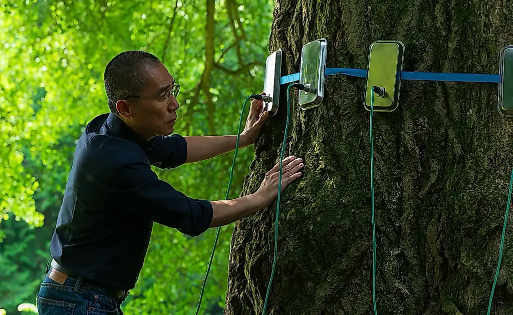 Tony Leung y el árbol