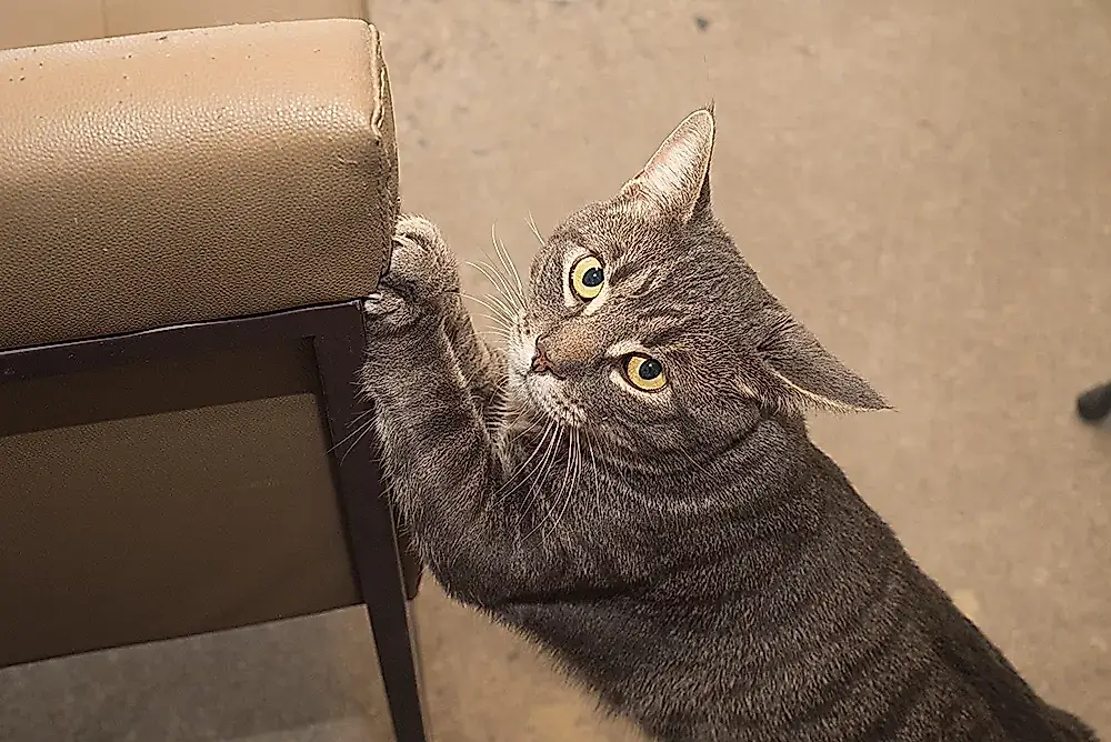 Cómo salvar los muebles de las uñas del gato