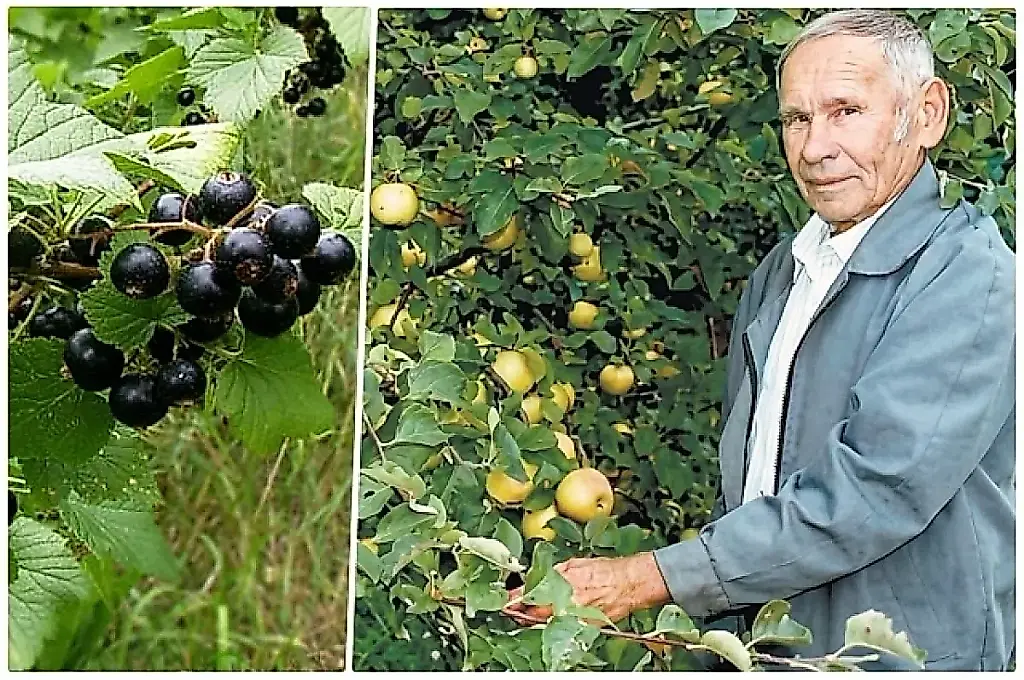 La dulzura de Astájov