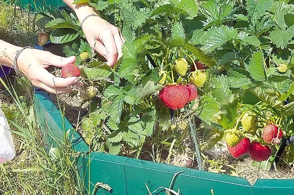 Monstruos del huerto: cómo las redes neuronales han llevado a los jardineros a la desesperación