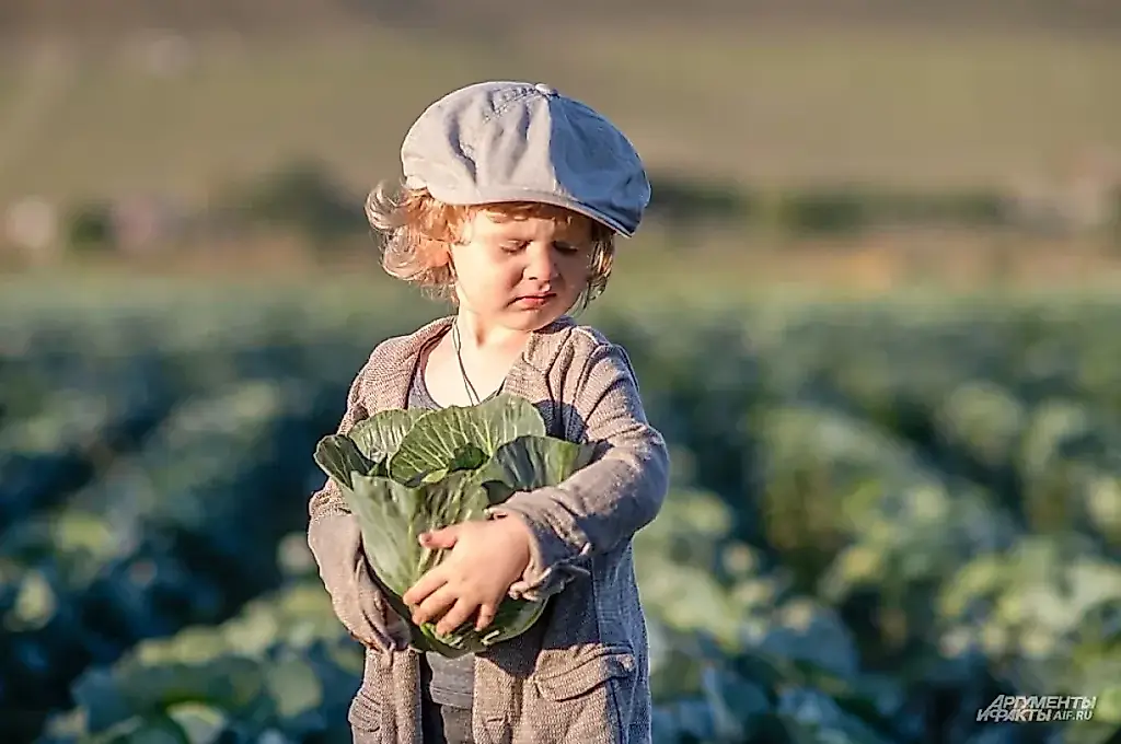 Disciplina de col: cómo cultivar plantones sin dramas ni tallos espigados