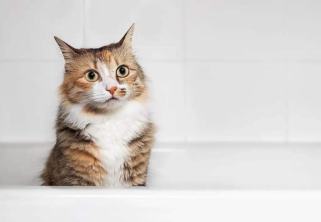 Cuando se acaba el champú, pero el gato sigue ahí