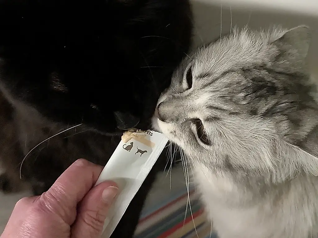 Un análisis científico de las golosinas para gatos