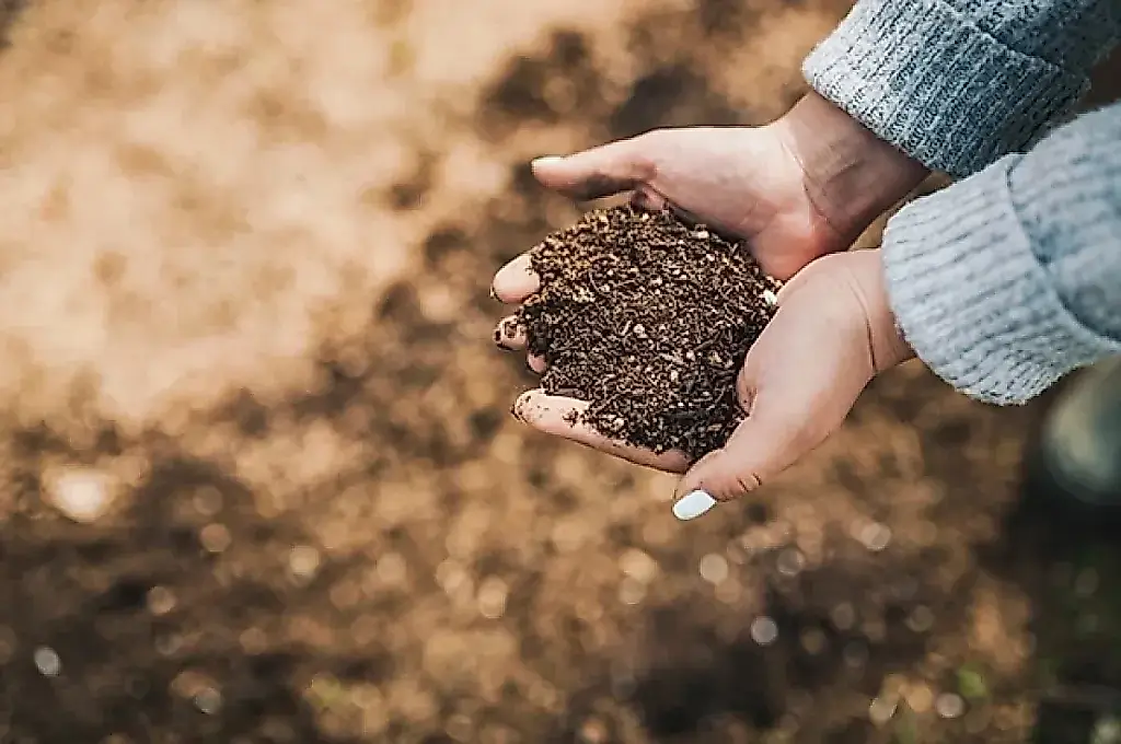 Abonos verdes de primavera: guía con sorpresas
