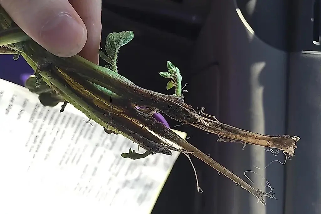 Cómo salvar los semilleros de la podredumbre del cuello