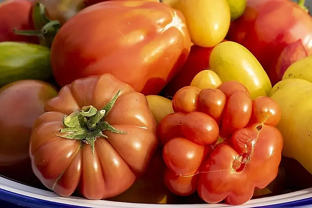 Por qué cultivar tomates rosas