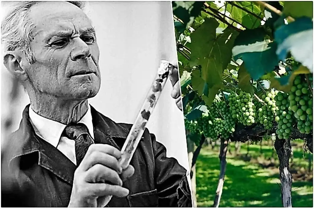 Triunfo y tragedia del viticultor Holodriga