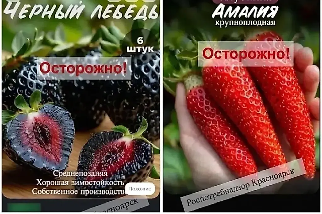 Как дачников разводят на «чудо-растения»: советы эксперта