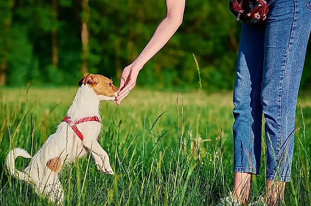Agua peligrosa: cómo evitar intoxicar a tu gato o perro en la casa de campo