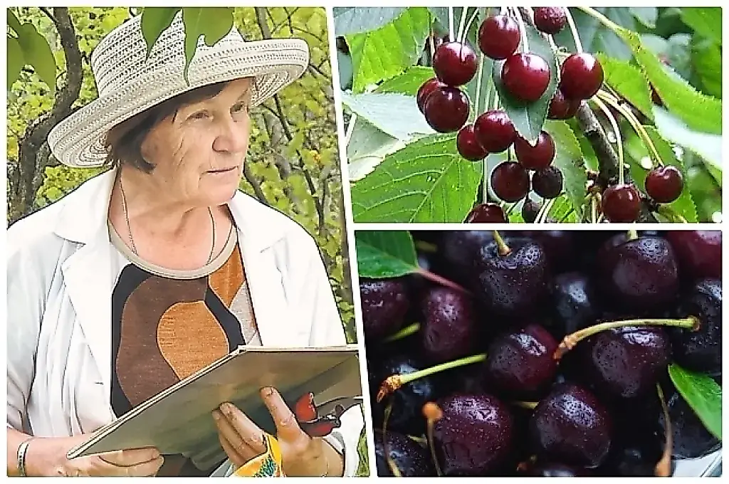 Cerezas rusas de invierno: la selección como máxima expresión de la obstinación