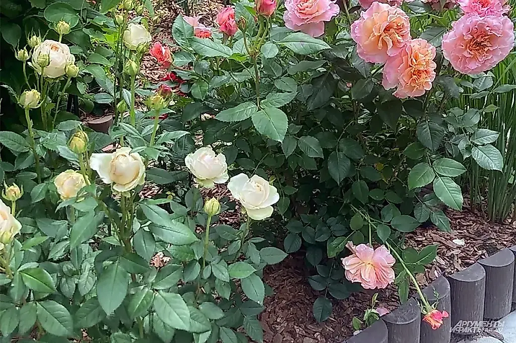 Cómo evitar que el calor de julio acabe con el rosal