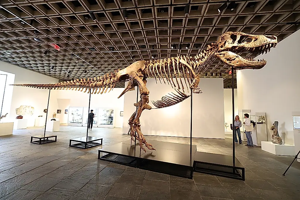 Un T. rex se vende por 50 millones de dólares a un comprador anónimo en Sotheby’s