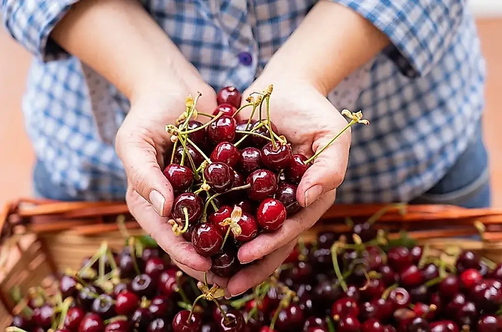 ¿Con qué sustituirán las cerezas turcas en Rusia?