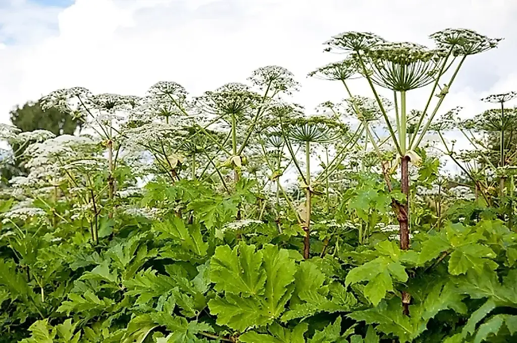 Cómo acabar con la hogweed: consejos del agrónomo Kurdyumov