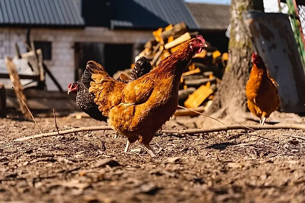 Gallinas sueltas. Por qué es peligroso dejarlas campar a sus anchas