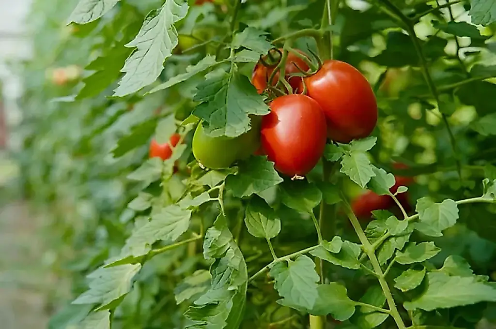 Temporada del tomate 2026. Consejos de un agrónomo: cuándo y cómo plantar los semilleros