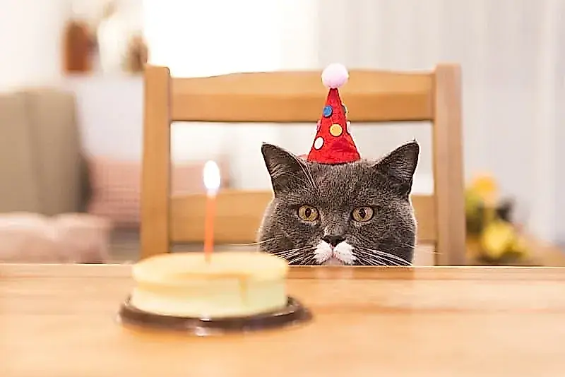 Por qué llaman a 2026 el «Año del Gato»