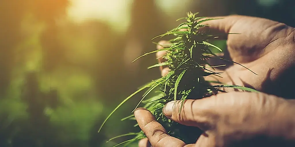 Fitomagia contra la botella: los cannabinoides frenaron el alcoholismo (en ratas)