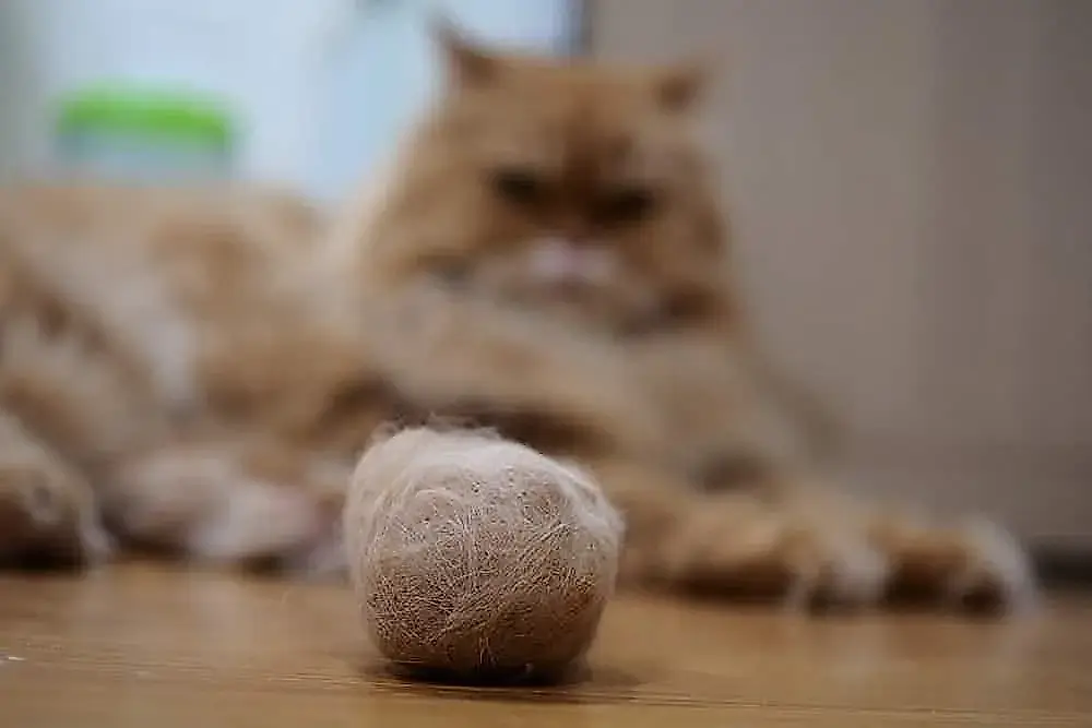 Formas sorprendentemente sencillas de ayudar a un gato con bolas de pelo