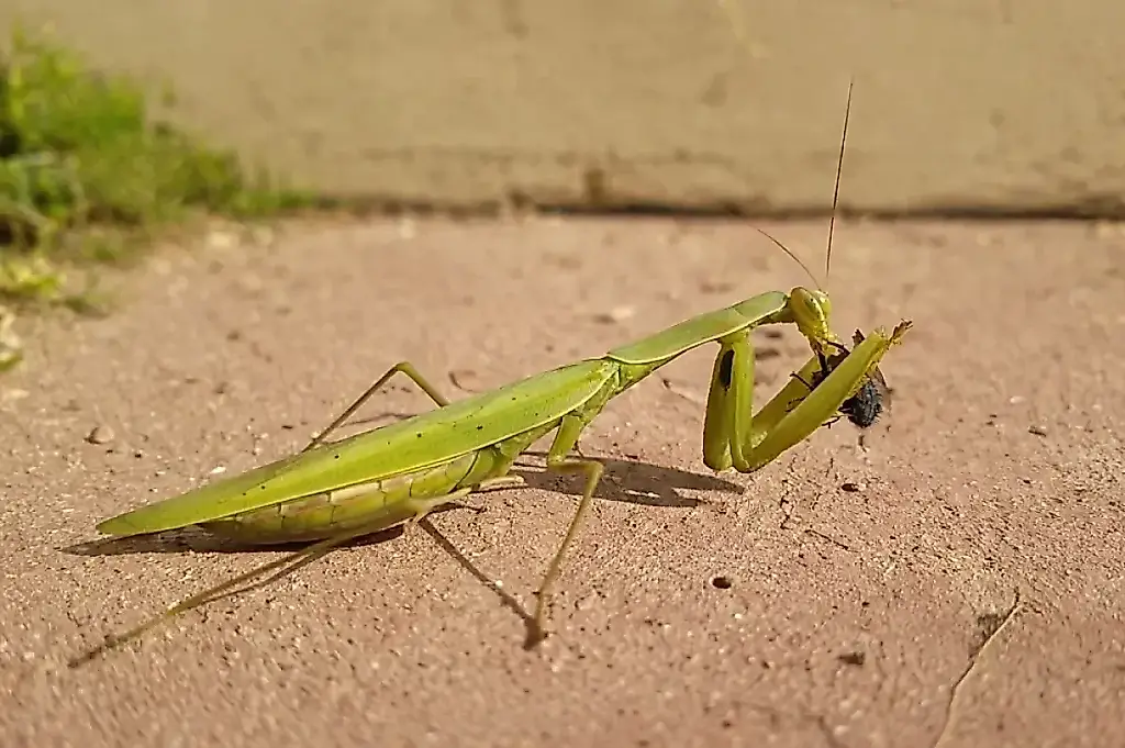 Un tarro con una mantis: protección inesperada para la cosecha